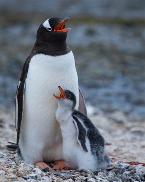 Visionary Wild ( Gentoo Penguin (Pygoscelis papua) with chick Antarctica )