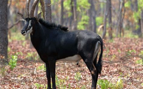 Download Animal Sable Antelope HD Wallpaper