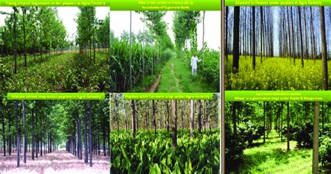 Poplar based agroforestry system in India. | Download Scientific Diagram