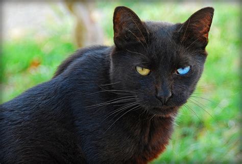 Odd Eyed Black Cat | Chris Yarzab | Flickr