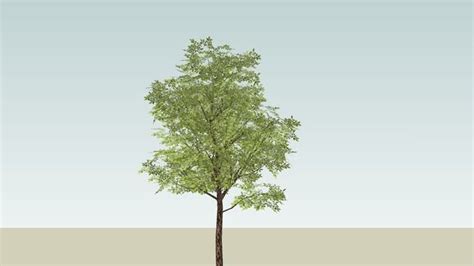 low poly tree sketchup - Donald Tuggle