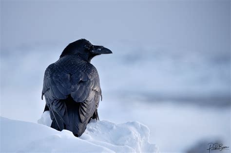 Photographing wildlife in Greenland | Guide to Greenland