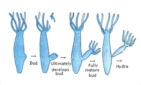 Gemmules - Formation and Structure of Gemmules and Its Characteristics