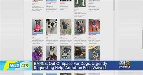 BARCS animal shelter out of dog space, waives adoption fees - CBS Baltimore