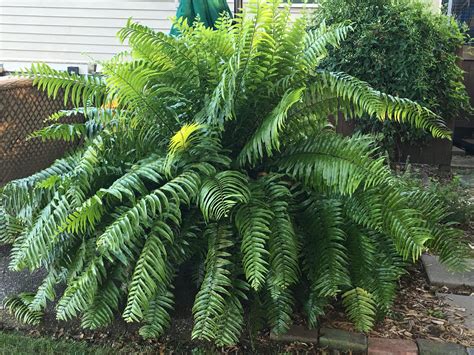 My Macho Ferns grew enormous this year.