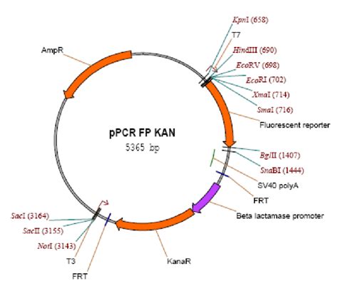 Depiction of a generic fluorescent protein containing vector used for ...