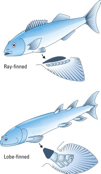 Check Out the Bones on Those Osteichthyes! - dummies