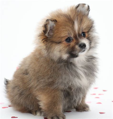 Small Dog Names - 350 Ideas For Naming Your Little Puppy