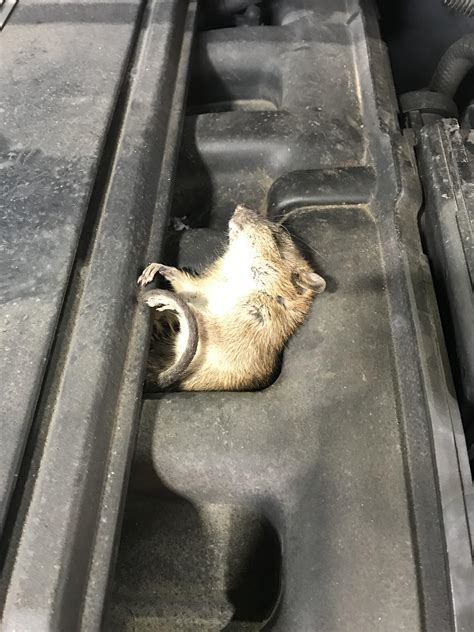 C/S musky smell. Please check air filter. : r/Justrolledintotheshop