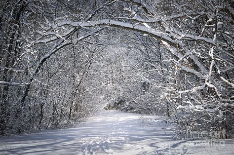 Path in snowy winter forests Photograph by Elena Elisseeva - Fine Art ...