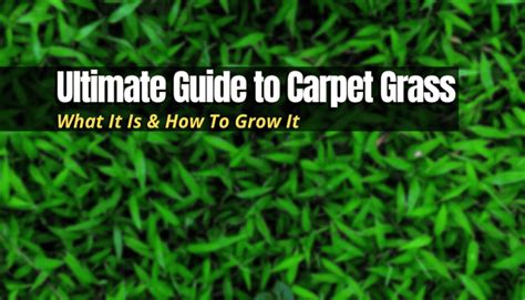 Ultimate Guide to Carpet Grass: What It Is & How To Grow It - The ...