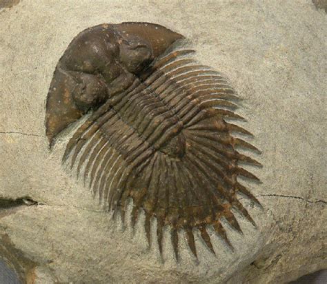 Fossils: Trilobite Fossils