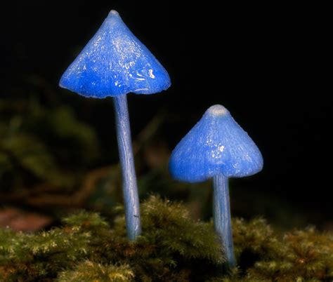 Entoloma hochstetteri, the sky blue mushroom. [900x764] : r/MushroomPorn