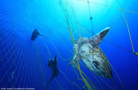 Reining in wasteful fisheries bycatch