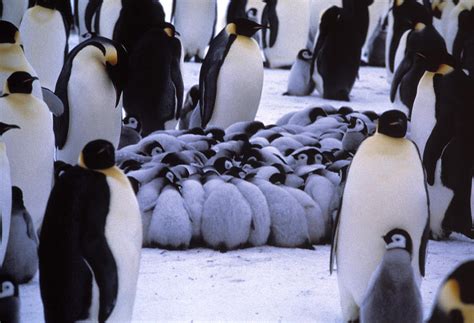 Emperor Penguin Chicks Huddling by Doug Allan