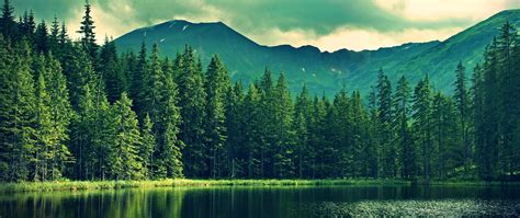 Mountain Forest 4K Wallpapers - Top Free Mountain Forest 4K Backgrounds ...