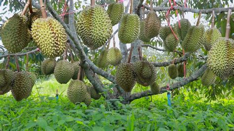 How to Grow Durian Tree After Grafted - Durian Tree Cultivation ...