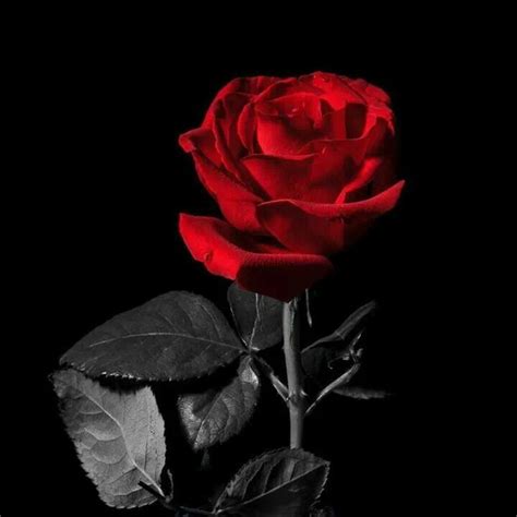 Red and black rose | Flowers | Pinterest