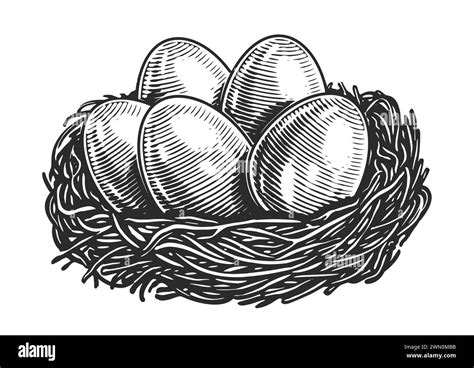 Chicken eggs in nest. Farm organic food. Hand drawn sketch vintage vector illustration Stock ...