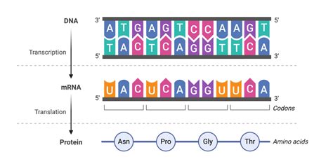 13.1 The Central Dogma – College Biology I