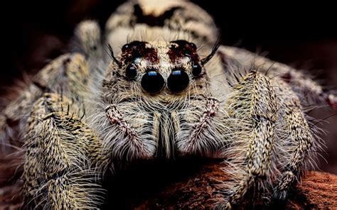 How far can a jumping spider jump? - The Spider Blog