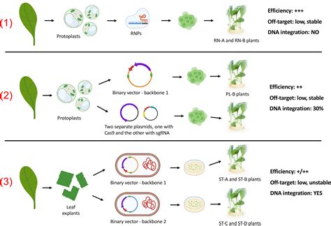 Frontiers | A comparison of three different delivery methods for ...