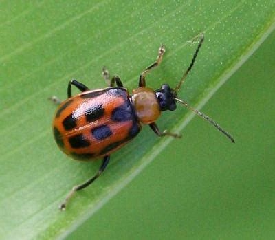 Bean Leaf Beetle Activity Noted in 2016 | Integrated Crop Management