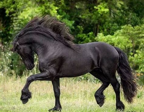 Beautiful Friesian horse. … | Friesian horse, Horses, Friesian