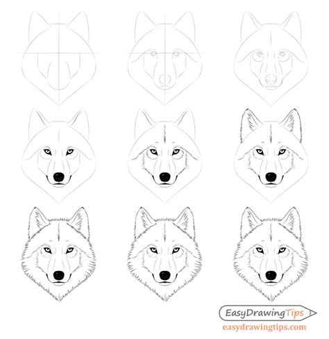 wolf drawing easy step by step - Farah Granados