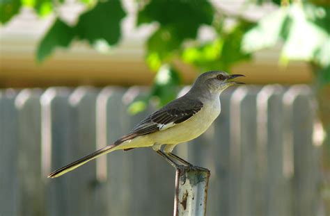 Mockingbird - Texas State Bird | Flickr - Photo Sharing!