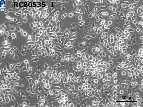 CELL SEARCH SYSTEM -CELL BANK- (RIKEN BRC) [RCB0535 : RAW 264]