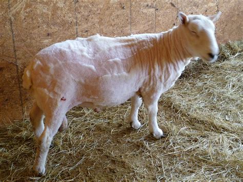 Purple Feather Farm: Sheep Shearing Day