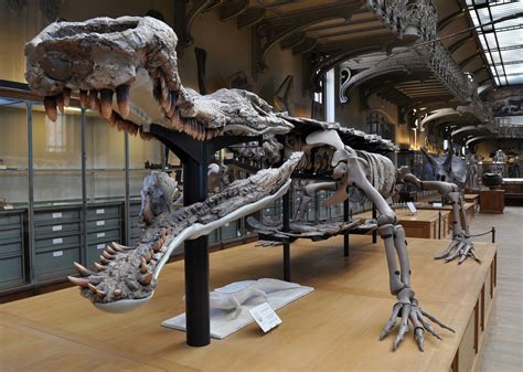 Prehistoric giant crocodile fossil Dinosaur Skeleton, Dinosaur Art, Dinosaur Fossils, Dinosaur ...