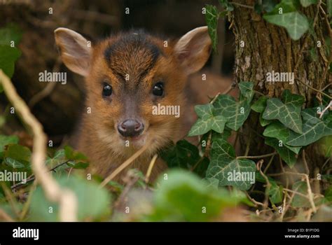 Baby muntjac hi-res stock photography and images - Alamy