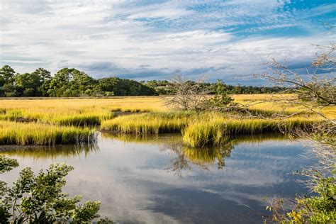 Wetland definition and meaning | Collins English Dictionary