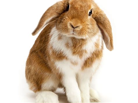 Adata: How Long Do Dwarf Lop Eared Rabbits Live