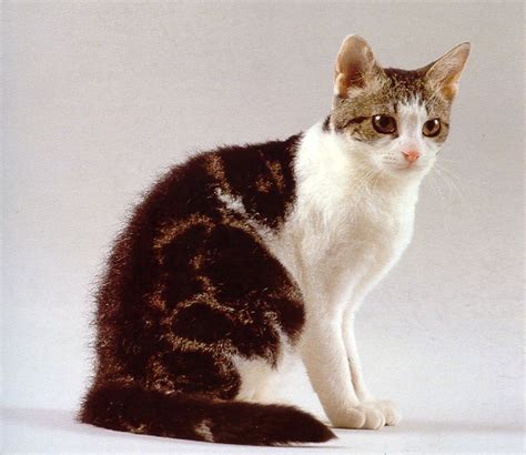 Cat Breeds Pictures Information