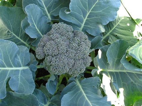 How to Grow Broccoli in Containers - Dengarden