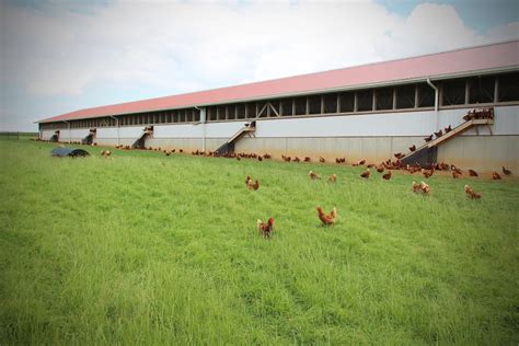 Nature's Yoke: Eggs and Family Farms that Matter - Nature's Yoke - Free ...