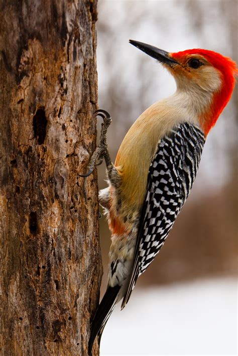 The Red-bellied Woodpecker and its Curious Name | BirdNote