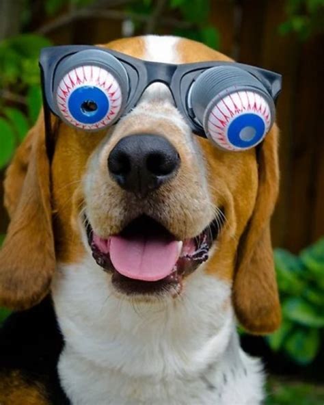 Ten Dogs Wearing Silly Glasses Who Are Sure to Make You Smile