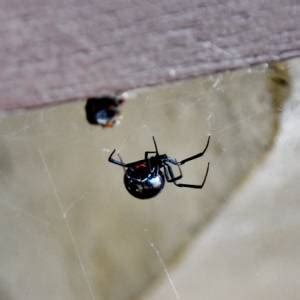 Black Widow FAQs | Croach® Pest Control Exterminators