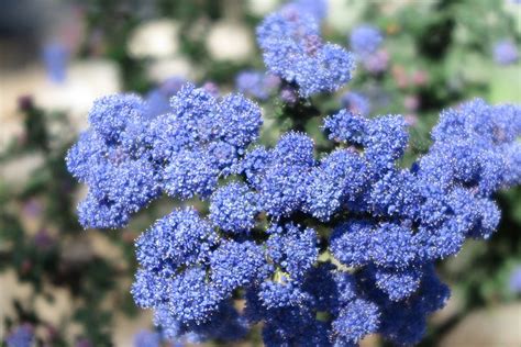 Landscape Planting - California Lilac - Ceanothus - Tendla