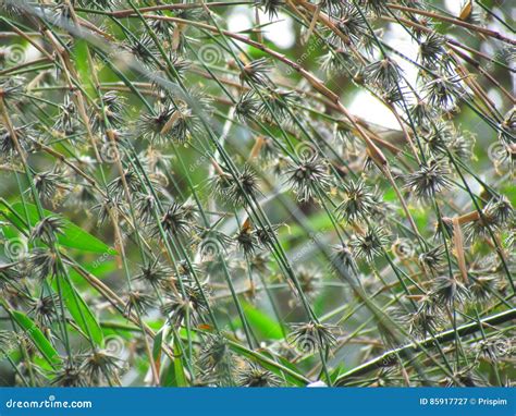 The Flowers of Bamboo, when Bamboo Flowering is Finished, it Will Die. Stock Image - Image of ...