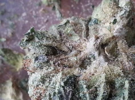 Mold On Weed: Here’s What to Know – Evergreen