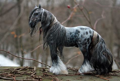 OOAK Handmade Polymer Clay Appaloosa Gypsy Vanner Cob Horse