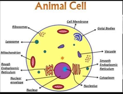 [DIAGRAM] Cheek Cell Diagram Labeled Simple - MYDIAGRAM.ONLINE