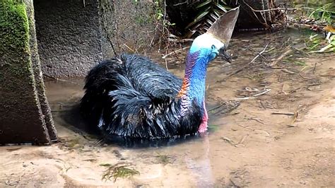 Bramston Beach vehicle struck cassowary ...The last hour of its life part 1 - YouTube