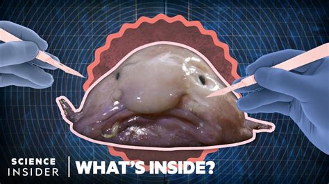 What's Inside A Blobfish | What's Inside? | Science Insider - YouTube