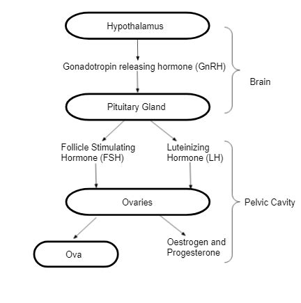 Female Reproductive Hormones